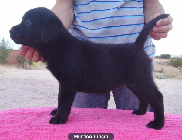 Vendo camada de labradores de diferentes colores, cría particular -