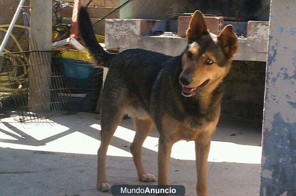 PERRO EN ADOPCIÓN