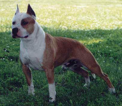 american staffordshire