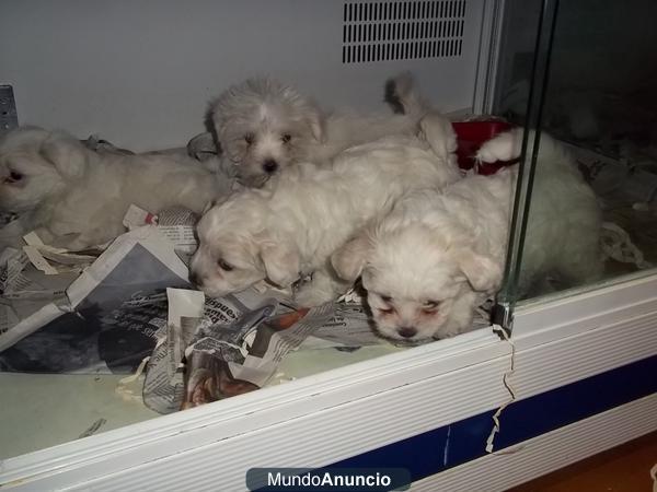 Bichon Maltes machos y hembras a 285 euros cada uno