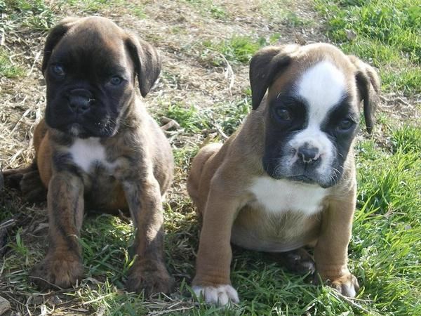 CACHORRITOS BOXER -450