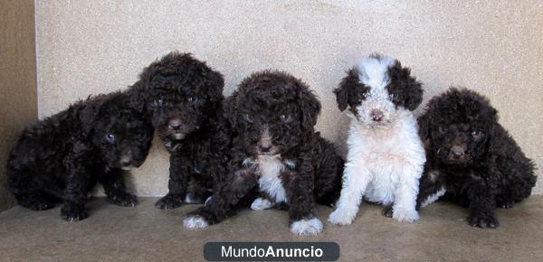 Cachorritos de PERROS AGUA