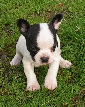 cachorros bulldog francés con buen pedigree