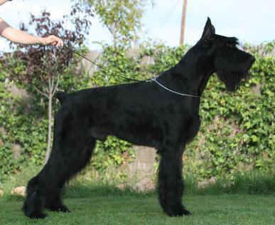 cachorros schnauzer gigante