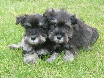 Cachorros Schnauzer miniatura