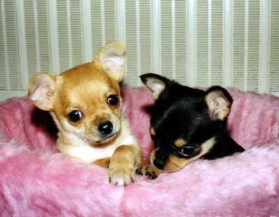 Chihuahua cachorros a la venta.