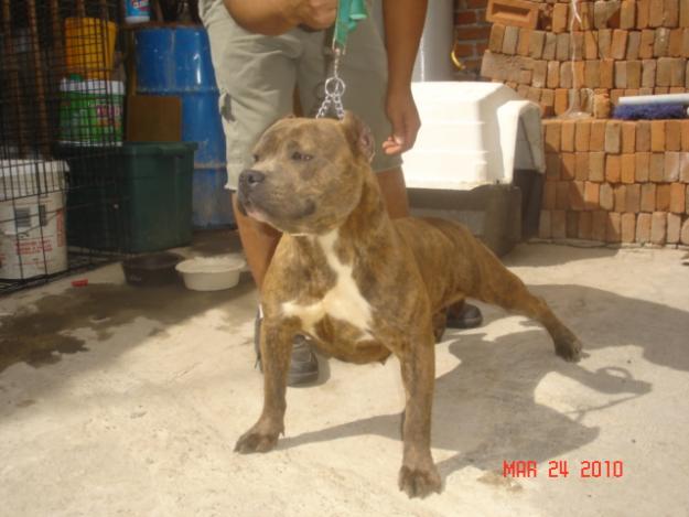 impresionantes american bully blue