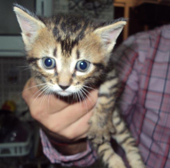 LISO gatito de 3 meses sigue buscando adopción