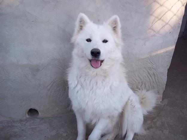 Preciosa perra de samoyedo, 3 años con pedigree, solo 100 euros.