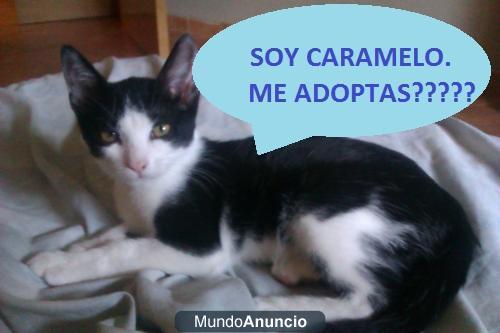 SOS SOS! gatitos en busca de un hogar!!