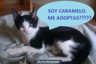 SOS SOS! gatitos en busca de un hogar!! - mejor precio | unprecio.es