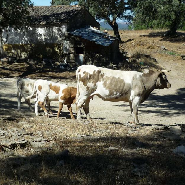 Vendo vacas, becerros y toro