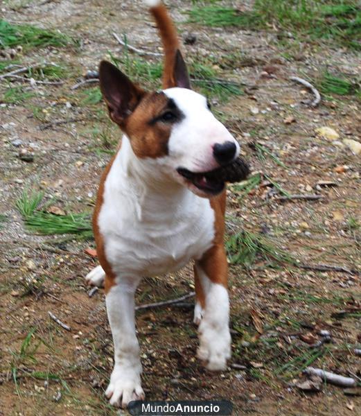 bull terrier miniatura