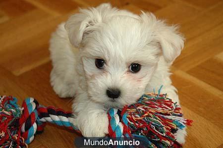 Cachorritos westy, bichon, yorkshire mini, chihuahua...TIENDA