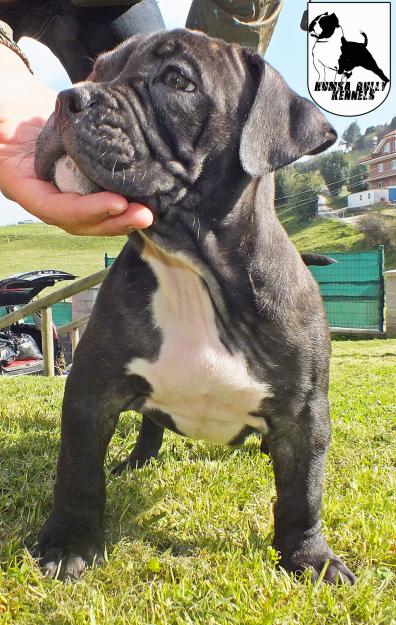 CACHORRO DE AMERICAN BULLY MACHO