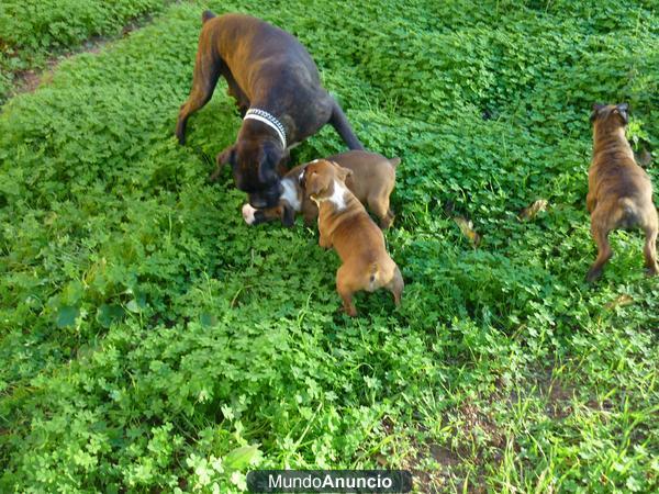 CACHORROS BOXER