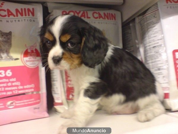 Cavalier King Charles Spaniel, perros, cachorros, criadero, venta.