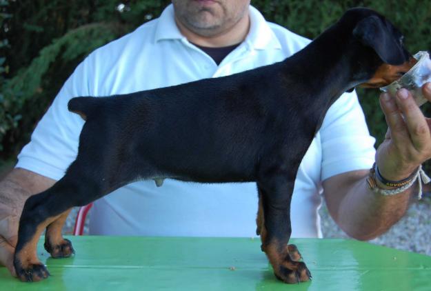 DOBERMANN CACHORROS