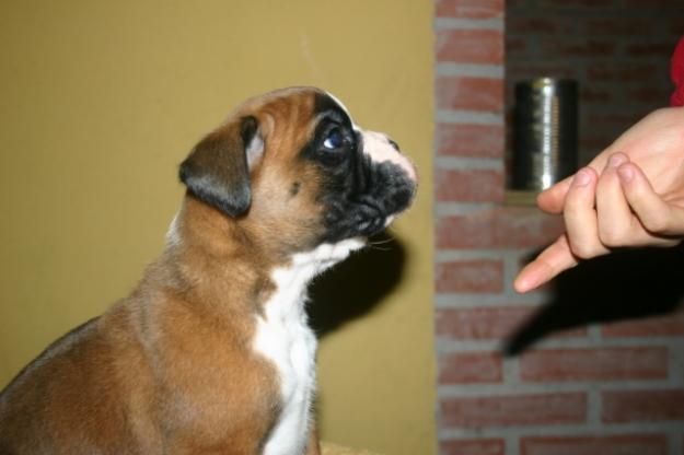 Espectacular cachorro boxer