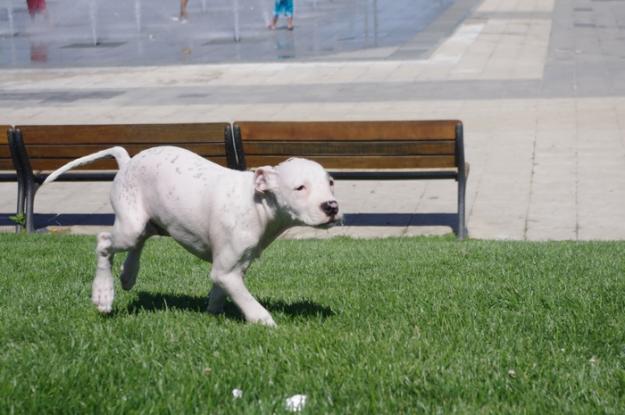 Paseo a tu perro gratis :)