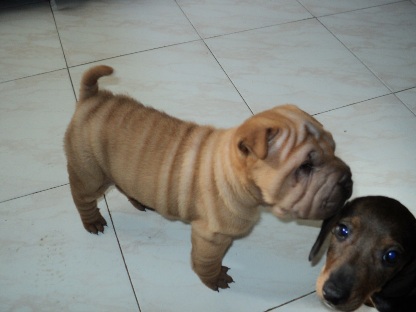 Preciosa hembra de Shar Pei - venta valencia