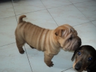 Preciosa hembra de Shar Pei - venta valencia - mejor precio | unprecio.es