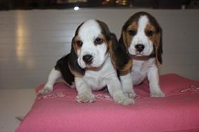 preciosos cachorritos de beagle