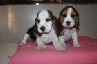 preciosos cachorritos de beagle - mejor precio | unprecio.es