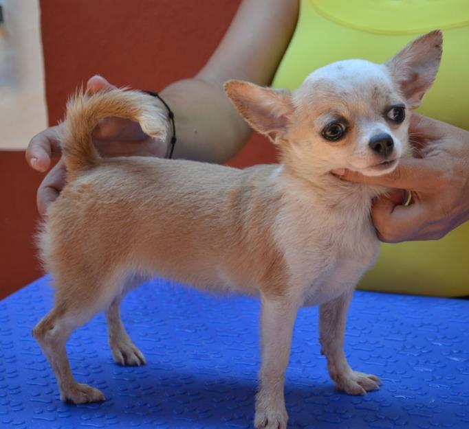 preciosos cachorros de chihuahuas