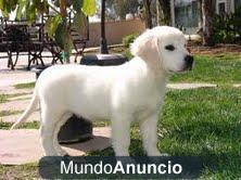 Regalo excelentes cachorros golden retriever pura raza . muy pedigree‏‏