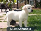 Regalo excelentes cachorros golden retriever pura raza . muy pedigree‏‏ - mejor precio | unprecio.es