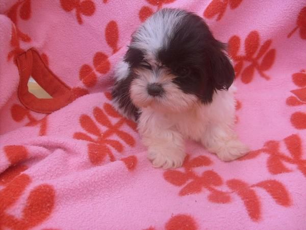 shih tzu con pedigree