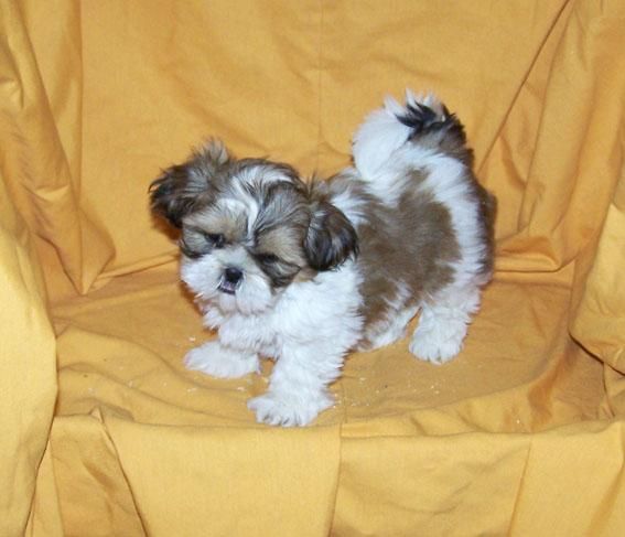 SHIH TZU - EXCELENTE CAMADA - DISPONIBLES MACHOS Y HEMBRAS