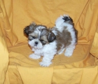 SHIH TZU - EXCELENTE CAMADA - DISPONIBLES MACHOS Y HEMBRAS - mejor precio | unprecio.es