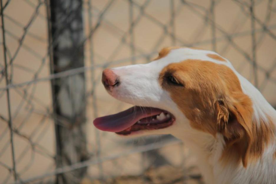 Flor, perra en adopción