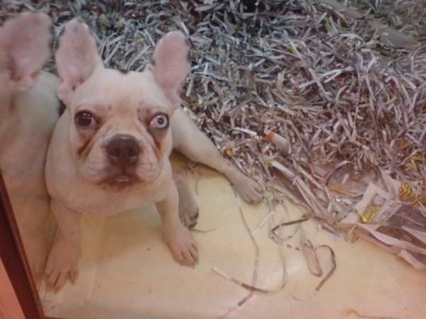 BULLDOG FRANCES, perros, cachorros, criadero, venta.  Activo, valiente, testarudo, este perro de carácter muy enérgico,