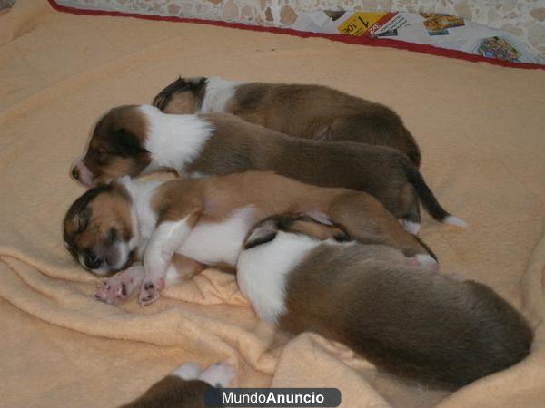 Cachorros Rough Collie (Lassie)