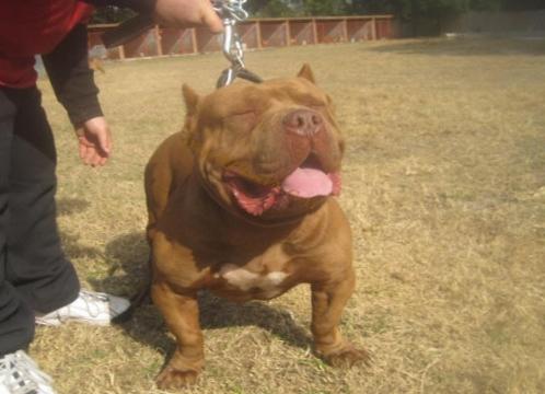 camada american bully linea extrema