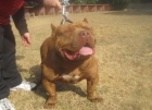 camada american bully linea extrema - mejor precio | unprecio.es