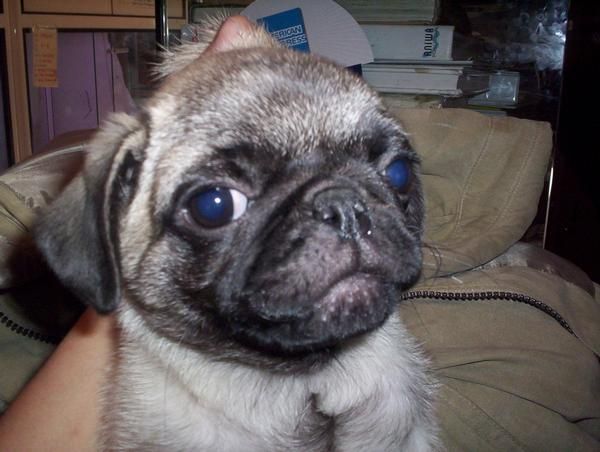 CARLINO O PUG, perros, cachorros, criadero, venta.   Raza muy antigua, probablemente originaria de China, cuyos orígenes