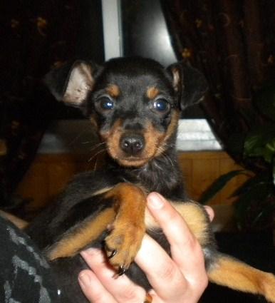 Mini pinscher precioso 100% ESPAÑOLES