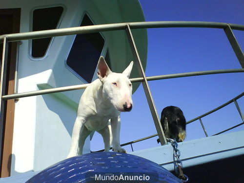 se busca bull terrier para montas pontevedra