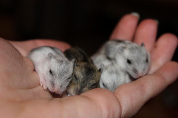 Vendo hamsters rusos.