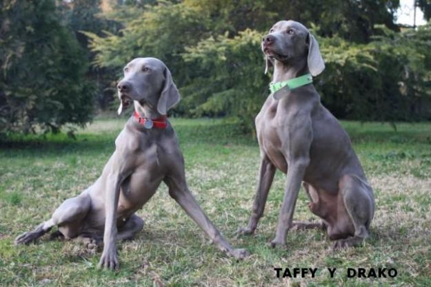 WEIMARANER. BRACO DE WEIMAR