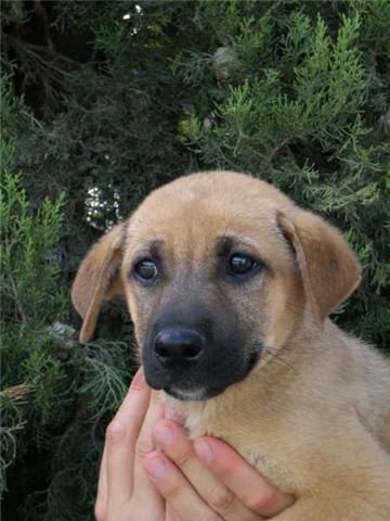 Cachorra de 3 meses en adopción.