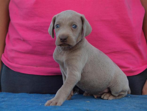 Cachorros Braco de Weimar