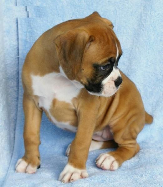 cachorros de boxer.