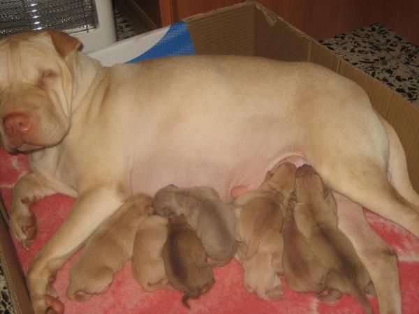 Cachorros de Shar Pei