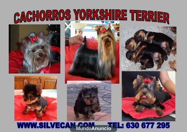 Cachorros Yorkshire Terrier de Silvecan