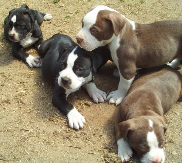 Camadas de cachorros American